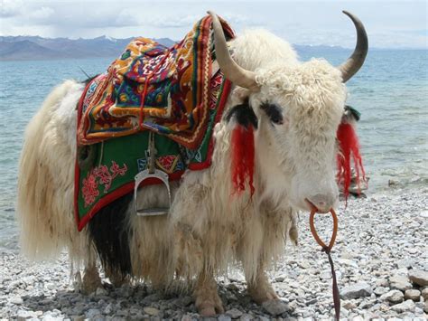 Yak Tibet